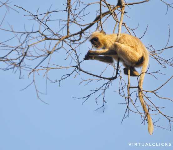 Taj Mahal Tour + Tiger Safari