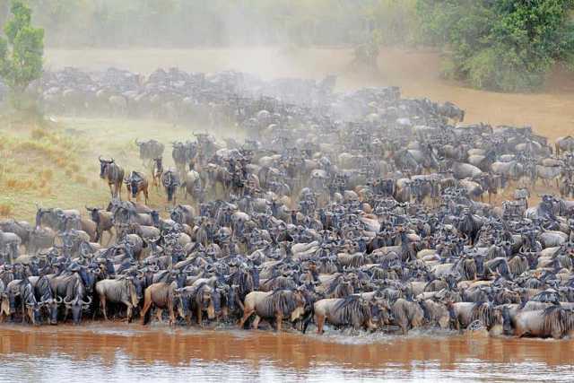 Sé testigo del Cruce del río Mara en el Serengeti