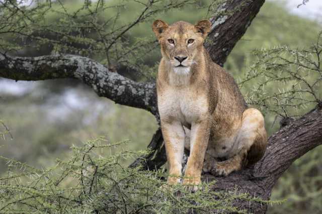 Safari di 6 giorni nella regione di Ndutu - Azione dei predatori