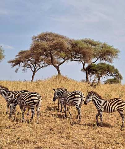 Safari de 8 jours en Tanzanie : faune et saison des naissances