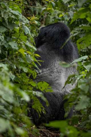 Gorilla Tracking Experience