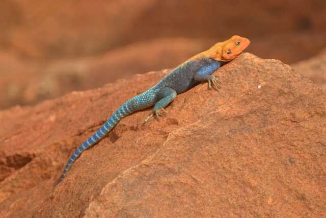 Ontdek Kenia’s Big Five – 7-daagse safari