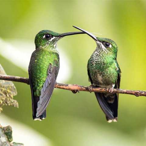 Ornithological trip to Ecuador