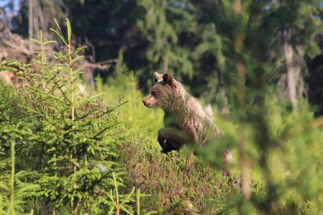 Tour di 1 giorno di escursionismo e osservazione degli orsi nei Monti Tatra Alti
