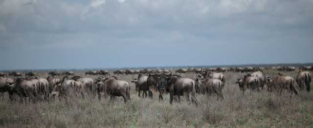 Safari de 5 jours pour la saison des naissances en Tanzanie