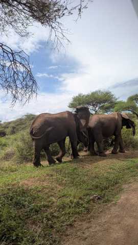 Descubra Tarangire em Um Dia