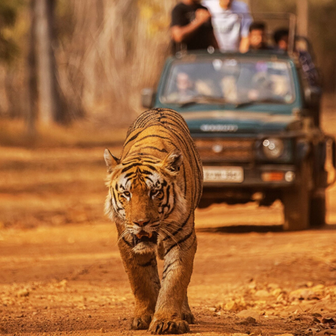 Pench and Kanha Tiger Reserves: Experience the Best Tiger Safaris in India