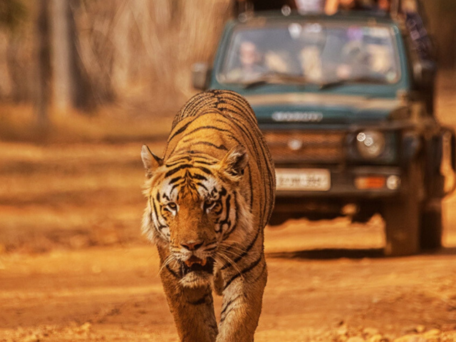 Reservas de Tigres de Pench e Kanha: Experimente os Melhores Safáris de Tigres na Índia