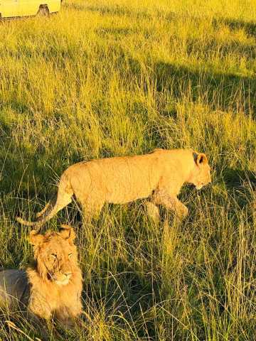 Ab Nairobi: Maasai Mara 3 Tage 2 Nächte Mittelklasse-Gruppensafari im 4WD