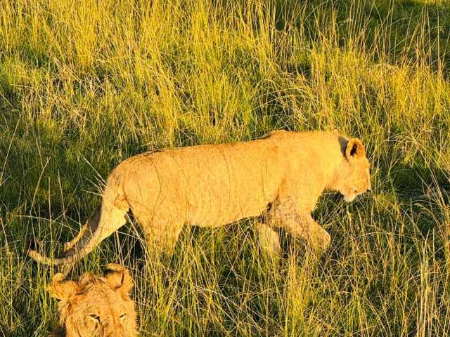 Depuis Nairobi : Safari de groupe de 3 jours et 2 nuits au Maasai Mara en 4x4, gamme intermédiaire