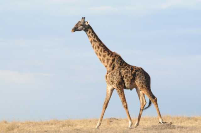 Kenya Swahili Heritage, Mombasa and Amboseli Safari