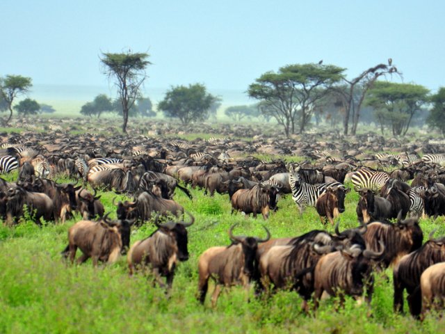 Avontuur in het middensegment door Tarangire, Ngorongoro & Serengeti