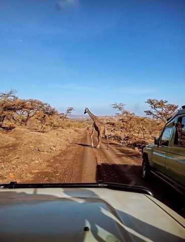 3-Daags Serengeti- & Ngorongoro-safariavontuur