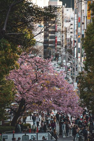 O Japão sob as flores de cerejeira