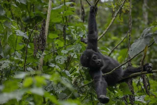 Gorilla Tracking Experience