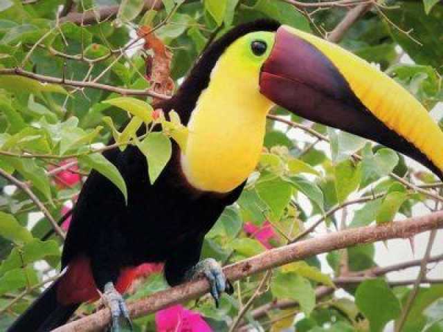 Van de Caribische kust tot de Pacifische kust van Costa Rica.