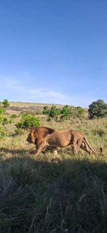Ab Nairobi: Maasai Mara 3 Tage 2 Nächte Mittelklasse-Gruppensafari im 4WD