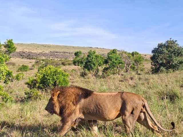 Depuis Nairobi : Safari de groupe de 3 jours et 2 nuits au Maasai Mara en 4x4, gamme intermédiaire