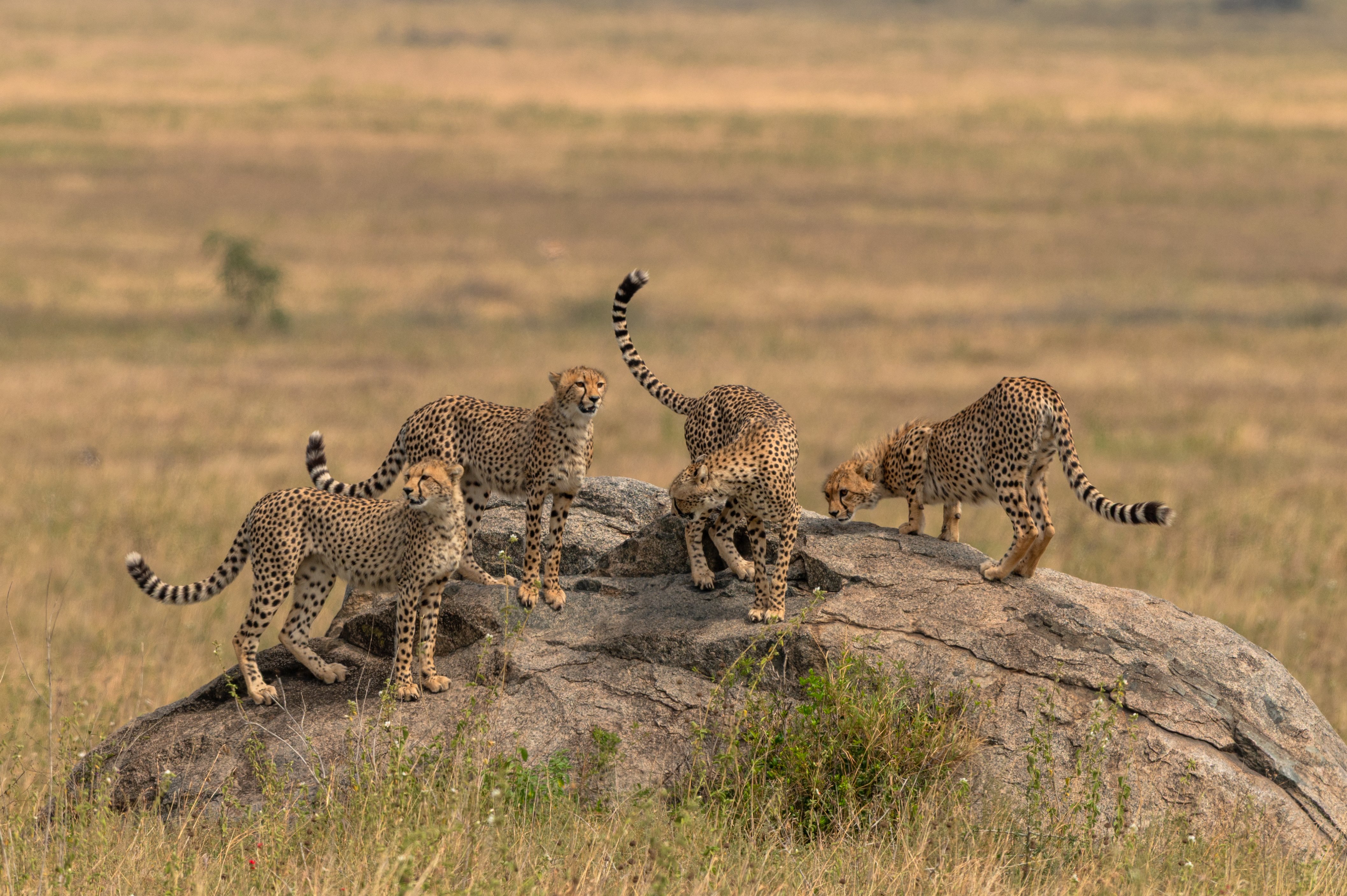 The Northern Circuit — Tarangire elephants. Serengeti plains. The Crater floor. Tanzania's classic, perfected.