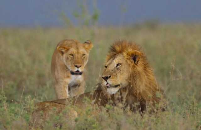 5-daagse Tanzania Safari: Tarangire, Serengeti & Ngorongoro Avontuur