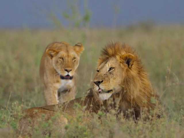 Safari de 5 jours en Tanzanie : aventure à Tarangire, Serengeti & Ngorongoro