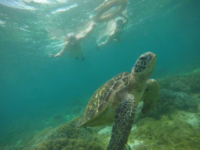 Tour di 2 giorni ad Apo Island e Manjuyod Sandbar con sistemazione in hotel