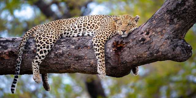 12 Jours d'Aventure Amoureuse Africaine – Safari & Zanzibar