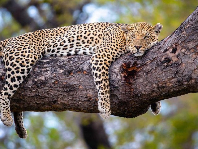 12 Jours d'Aventure Amoureuse Africaine – Safari & Zanzibar