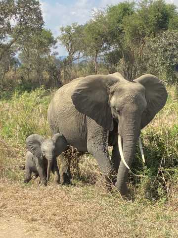 Circuit Safari du Nord de 11 jours et circuit de milieu de gamme à Zanzibar