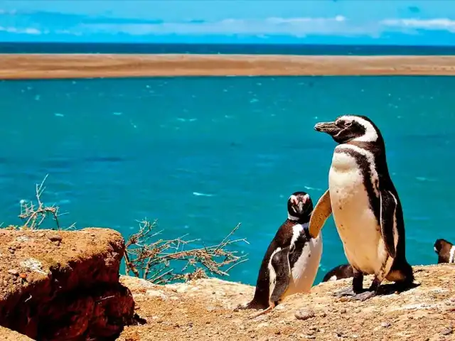 Essentials Patagoniens: Meeresfauna, südliche Länder und mythische Gletscher