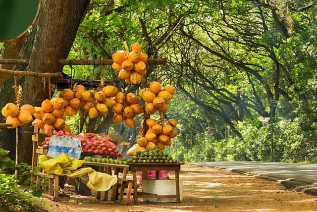 15-Day Private Kosher Sri Lanka Family Tour: Nature, Safari