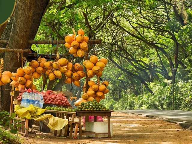 Tour Familiar Privado Kosher de 15 Dias no Sri Lanka: Natureza, Safari