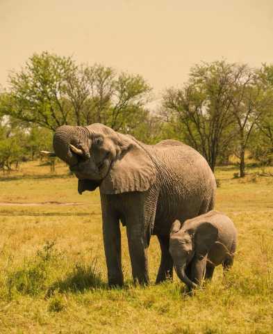 5-daagse Tanzania Safari: Tarangire, Serengeti & Ngorongoro Avontuur