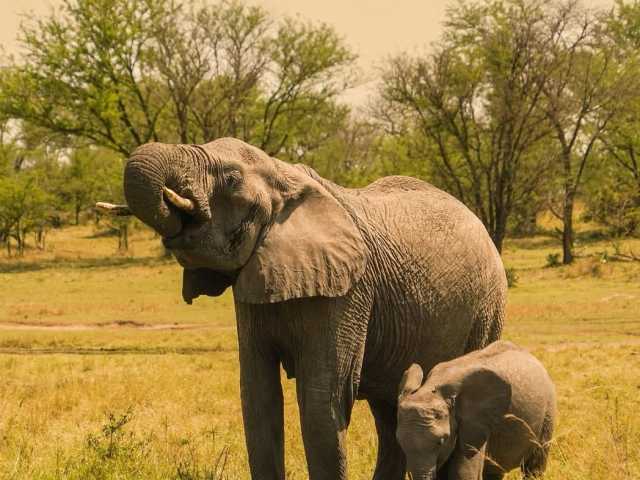 Safari de 5 jours en Tanzanie : aventure à Tarangire, Serengeti & Ngorongoro