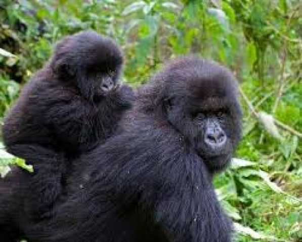 The Ultimate 3-Day Bwindi Gorilla Encounter