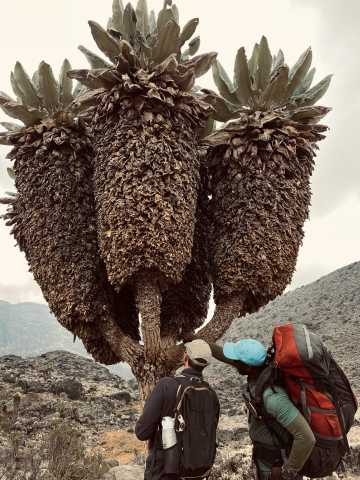 Mount Kilimanjaro trekking