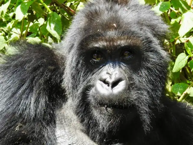 Rastreo exprés de gorilas de montaña de 2 días