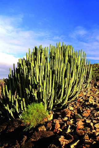 Viaje para Gran Canaria, um continente em miniatura.