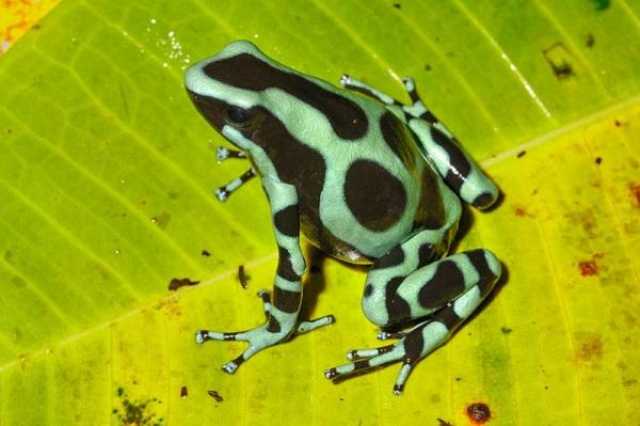 Van de Caribische kust tot de Pacifische kust van Costa Rica.