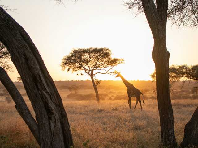 Interação com Animais a Zero Distância | Parque de Vida Selvagem Serval