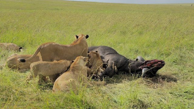 7-Day Signature Luxury Safari Kenya