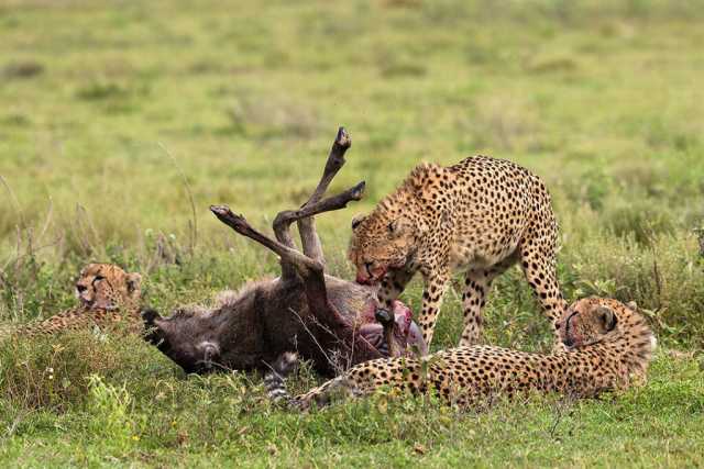 Safari di 6 giorni nella regione di Ndutu - Azione dei predatori