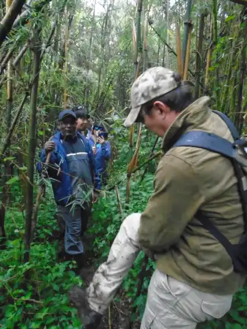 Rastreo exprés de gorilas de montaña de 2 días
