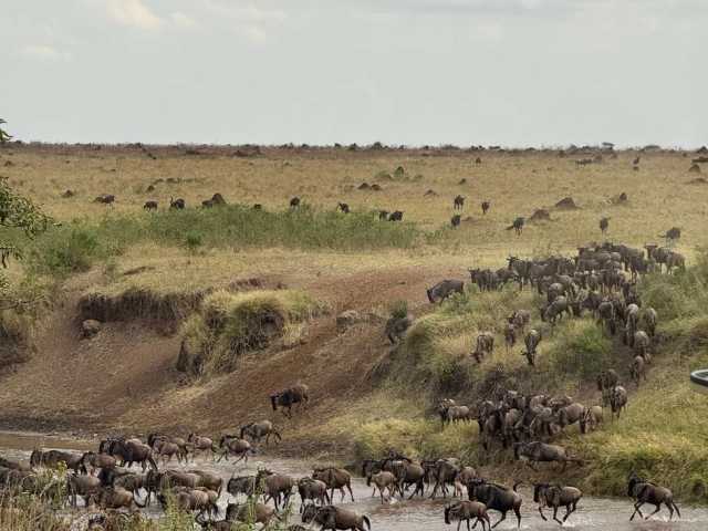 Depuis Nairobi : Safari de groupe de 3 jours et 2 nuits au Maasai Mara en 4x4, gamme intermédiaire