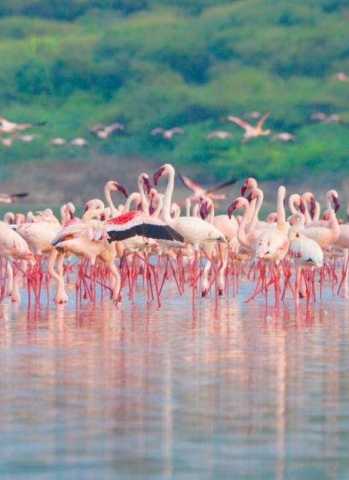 Nakuru-Lake Bogoria Tagesausflug