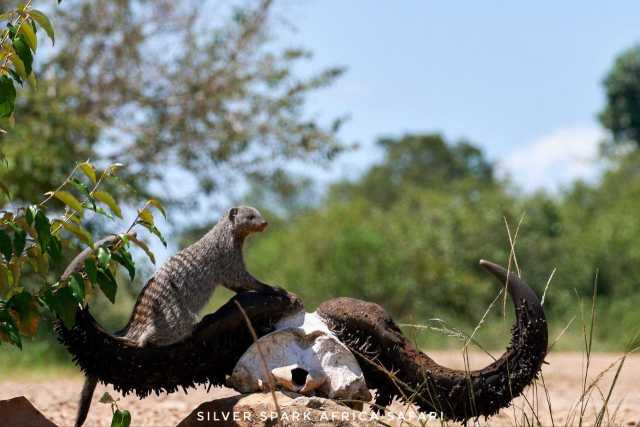 4-tägiges Game Maasai Mara mit Lake Naivasha Geographisch