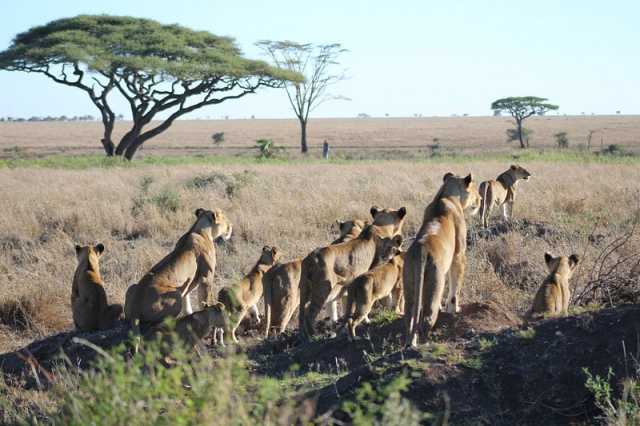 10-Day Private Tanzania Lodge Safari for Two