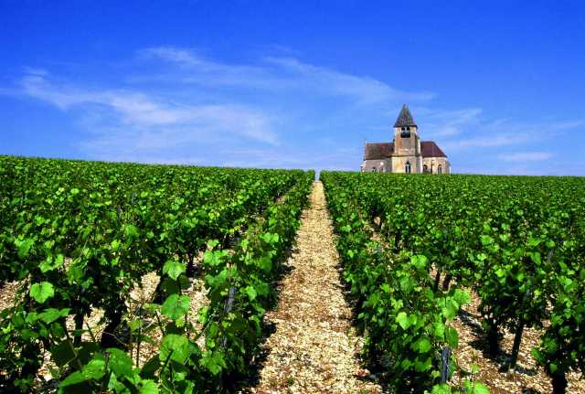 Wine Tour in Côte de Nuits