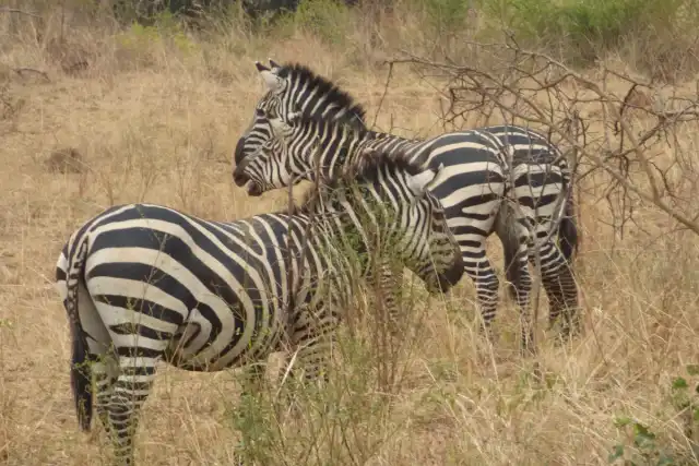 Akagera's Big Five: 2-Day Safari & Lake Ihema Cruise