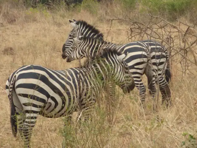 Les Big Five d'Akagera : Safari de 2 jours et croisière sur le lac Ihema